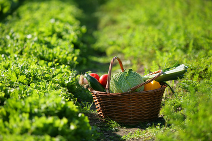 Vergers d’Hurtebise - Légumes d'été