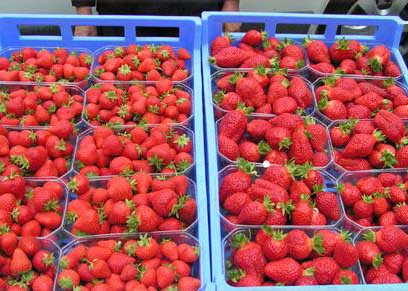 Vergers d’Hurtebise - Producteur de fruits