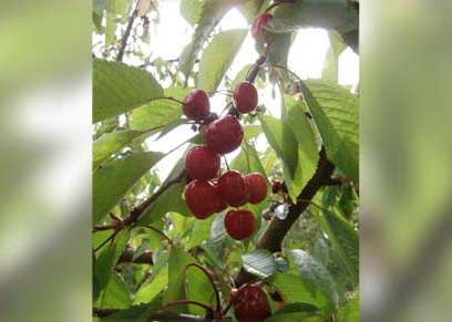 Vergers d’Hurtebise - Producteur de fruits